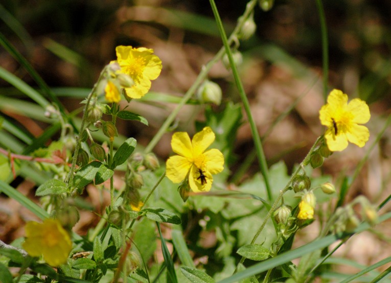 Helianthemum nummularium  subsp obscurum / Eliantemo maggiore